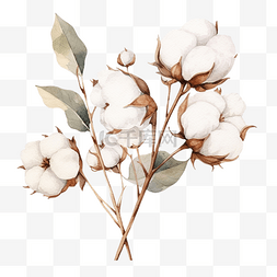 棉花植物花图片_透明背景上孤立的水彩棉花植物