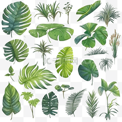 热带森林树叶图片_热带树叶水彩画