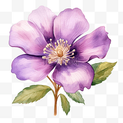 紫色花瓣水彩卡图片_紫色花水彩画装饰元素