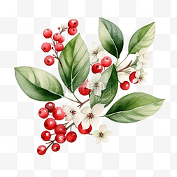 手绘莓莓图片_明亮的水彩圣诞贺卡与雪莓