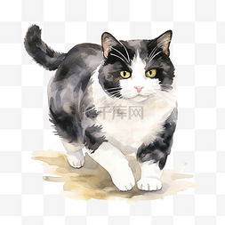 一只黑白胖猫行走的水彩画