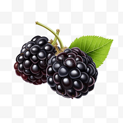 孤立的黑莓水果插图非常适合插图
