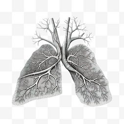 人体器官手图片_肺人体器官线描