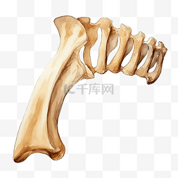 骨骼系统图片_水彩肋骨
