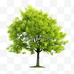 绿色装饰的树图片_春天的树在新鲜的绿色自然更新