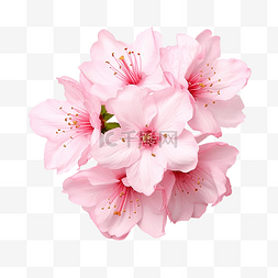 可爱的粉花图片_粉紅色的櫻桃花