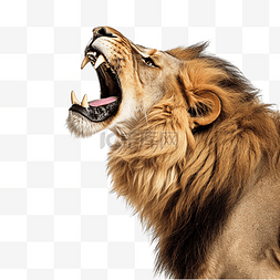 从侧面看，愤怒的狮子咆哮抬头