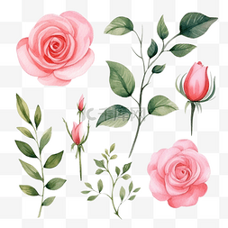 玫瑰花朵和叶子水彩元素