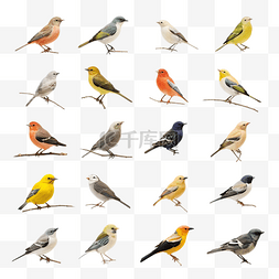 羽毛免费图片_项目的免费鸟类