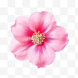 粉紅色水彩图片_粉紅色的花可愛