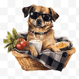 戴着太阳镜的可爱狗坐在篮子里，