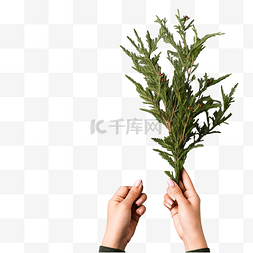 伸出一只手人图片_女手拿着灰色的圣诞树枝