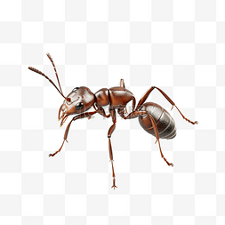 3d 孤立的蚂蚁
