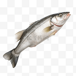 生鲈鱼新鲜鲈鱼鱼隔离在白色背景