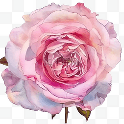 水彩粉红色盛开的玫瑰花