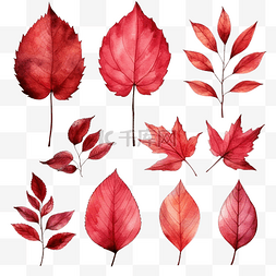 枫树的叶子图片_一套植物红秋叶感恩节水彩