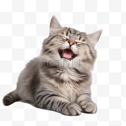 可爱的猫开心地笑
