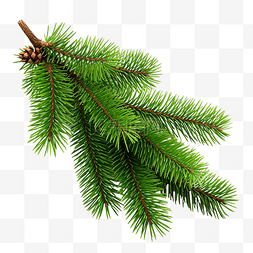 绿色圣诞松树枝