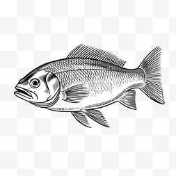 水彩卡通画图片_欧洲白鱼或 coregonus lavaretus 鱼德国
