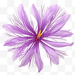 森林紫色图片_花 紫色 藏红花
