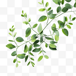 桉树图片_绿叶树枝桉树橄榄绿叶