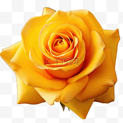 情人节花束礼物图片_美丽的黄玫瑰花