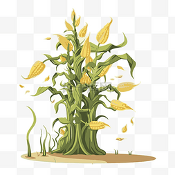 玉米秆剪贴画 玉米植物的插图，