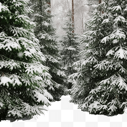 绿色的雪松图片_云杉林中，绿色蓬松的圣诞树树枝