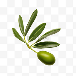 橄榄叶是地中海饮食的主食