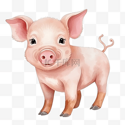 小耳朵猪图片_猪 动物 颜色