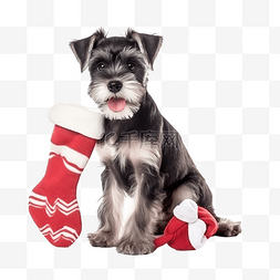 圣诞袜狗图片_圣诞贺卡，狗雪纳瑞拿着一只袜子