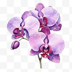 紫色背景卡片图片_紫色兰花花水彩