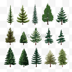 冬季杉树图片_冷杉树矢量插图集设计庆祝圣诞节