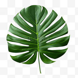 热带绿色棕榈叶 PNG 文件