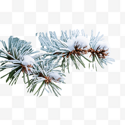 雪中??的圣诞树枝