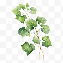 简单树叶图片_常春藤植物水彩画简单