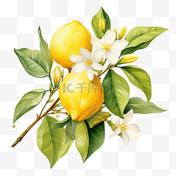 水果水果汁图片_水彩花柠檬