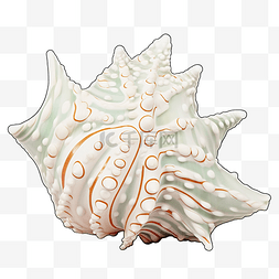 大贝壳图片_美丽的奇特贝壳，上面有来自南部