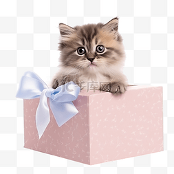 礼品盒里的可爱快乐宠物猫png