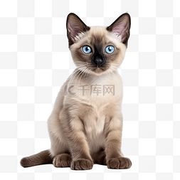 可爱漫画装饰图片_可爱的暹罗猫