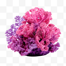 粉色和紫色的珊瑚礁