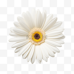 美丽的小路图片_白色非洲菊花剪出