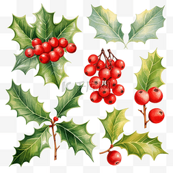 冬天的红叶图片_冬青浆果圣诞树叶和水果水彩风格