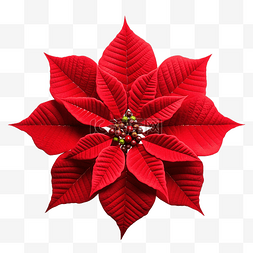 品红花图片_圣诞星植物一品红大戟 pulcherrima 