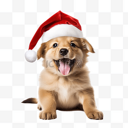 宠物圣诞节图片_快乐小狗戴着圣诞老人帽子庆祝圣