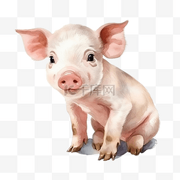 水彩可爱的小猪