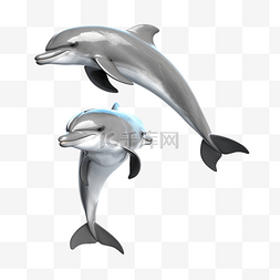 灰色海豚跳跃孤立概念 3d 插图 3d 