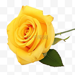 黄玫瑰水彩图片_黄玫瑰花蕾