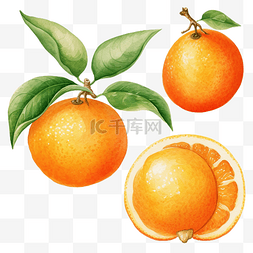 橙色水果水彩剪贴画