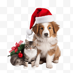 小猫和图片_戴着圣诞花环和圣诞老人??帽子的
